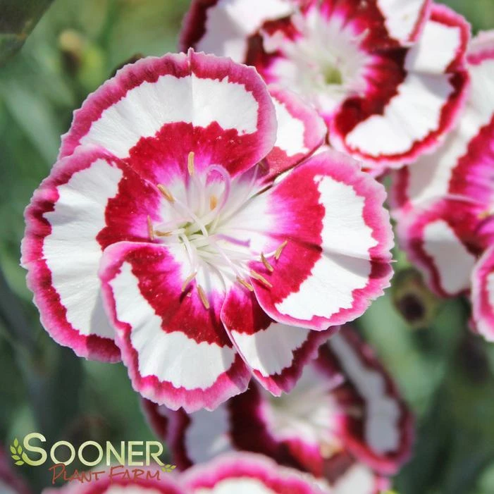 RASPBERRY SWIRL DIANTHUS - Image 3
