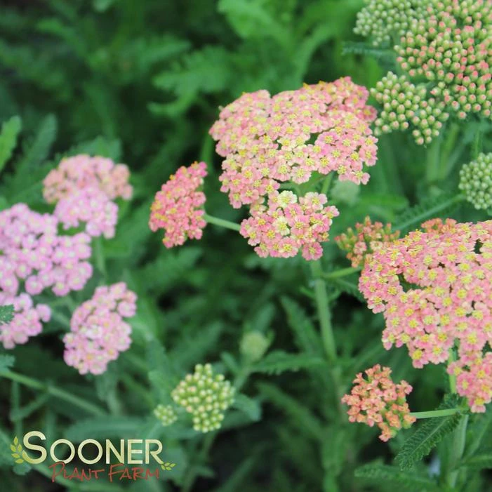 SUMMER PASTELS YARROW - Image 6