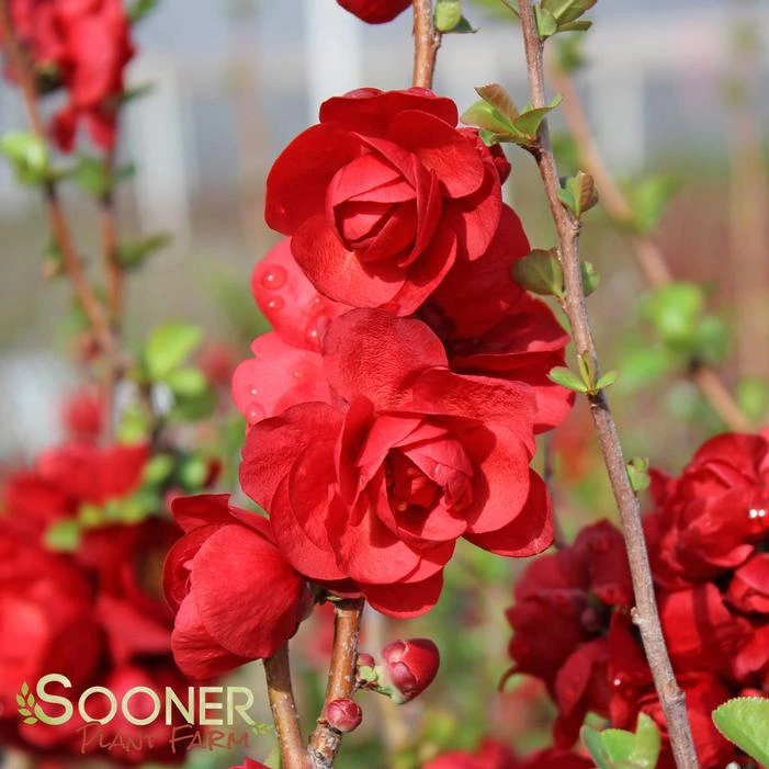 DOUBLE TAKEĀ® SCARLET STORM QUINCE - Image 3