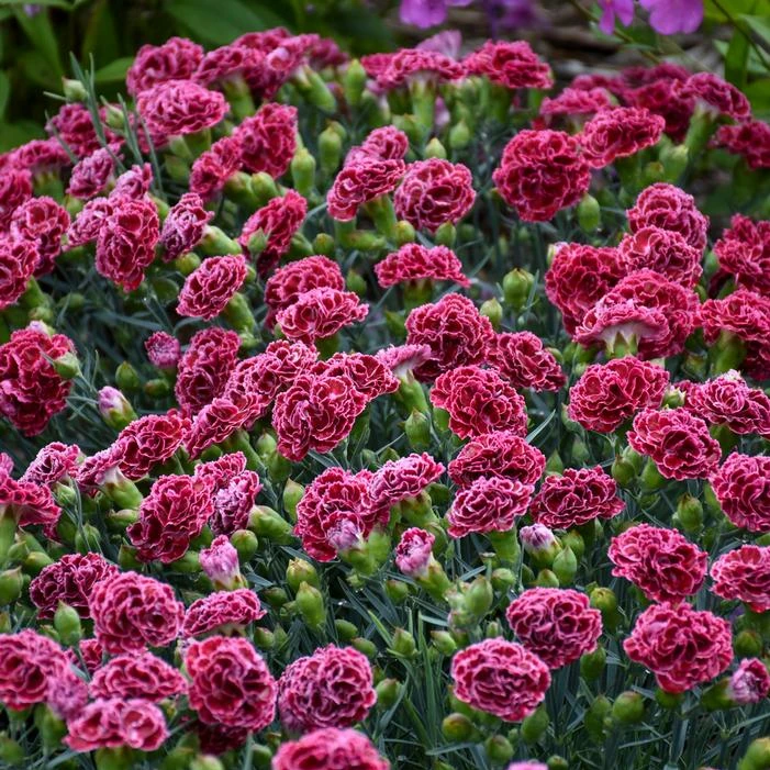 FRUIT PUNCH® CHERRY VANILLA DIANTHUS - Image 3