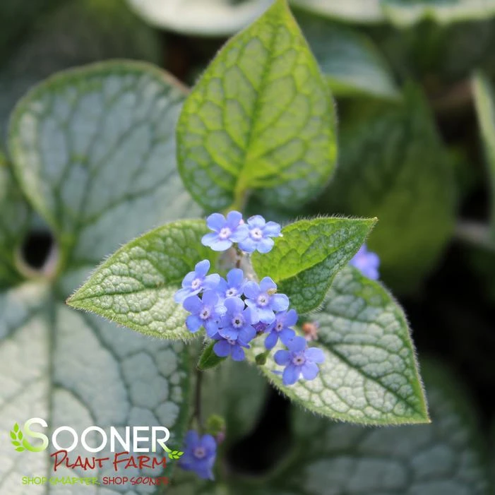 QUEEN OF HEARTS BRUNNERA - Image 4