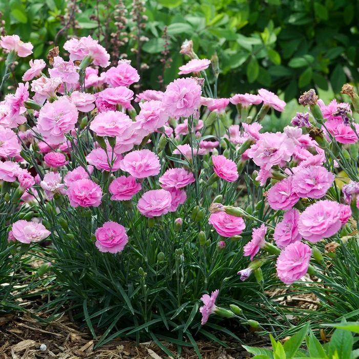 FRUIT PUNCH® SWEETIE PIE DIANTHUS - Image 2