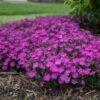 PAINT THE TOWN FUCHSIA DIANTHUS
