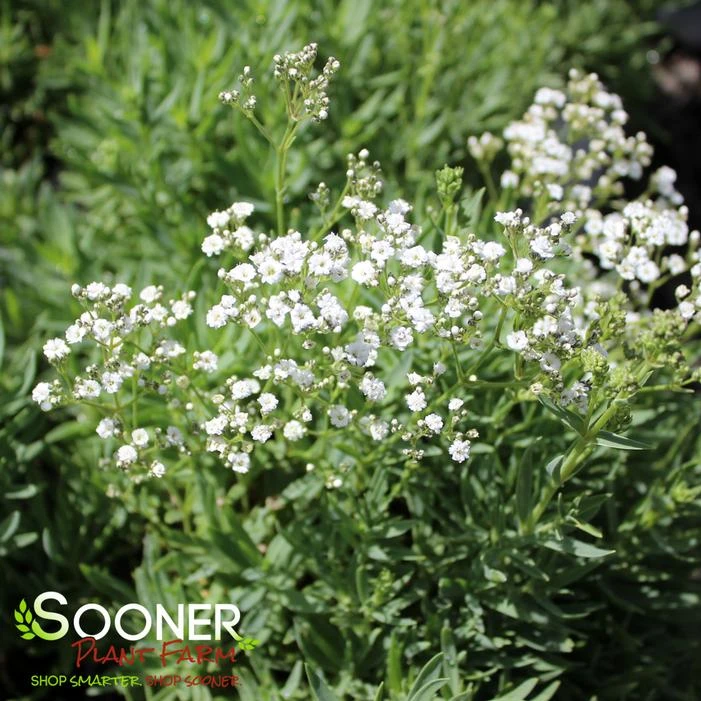 FESTIVAL STARĀ® BABY'S BREATH - Image 4