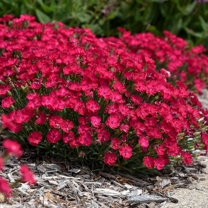 PAINT THE TOWN RED DIANTHUS - Image 2