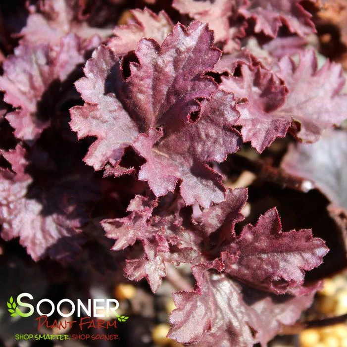 GRAPE TIMELESS CORAL BELLS - Image 3