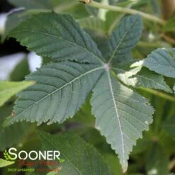 LAVABURSTĀ® OHIO BUCKEYE