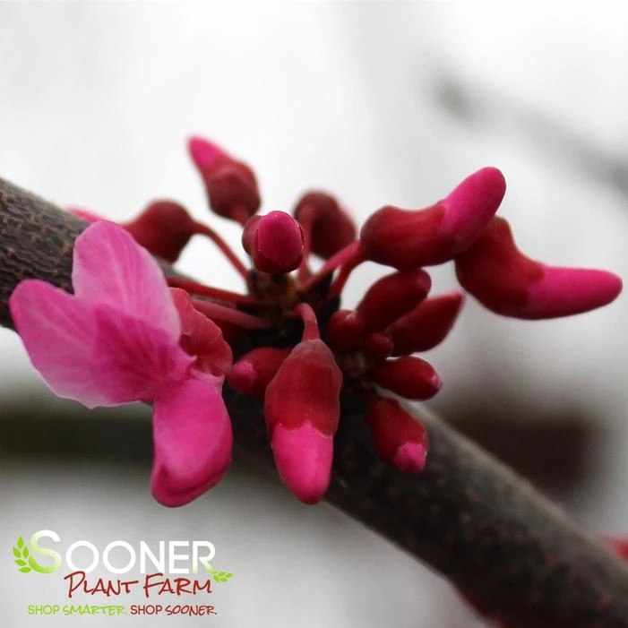 TENNESSEE PINK REDBUD - Image 2