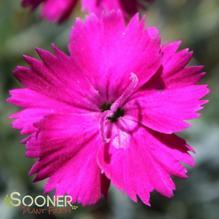 NEON STAR DIANTHUS - Image 3