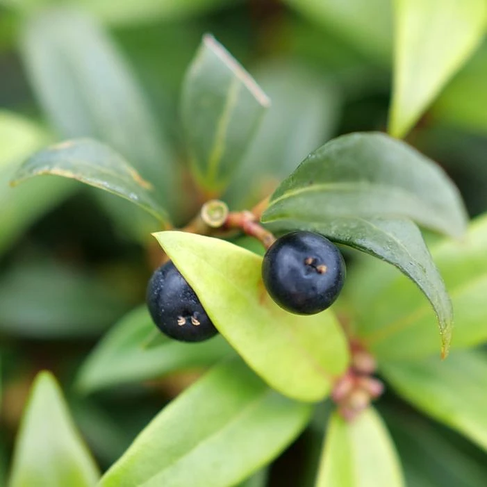 SWEET & LO™ SWEET BOX - Image 4