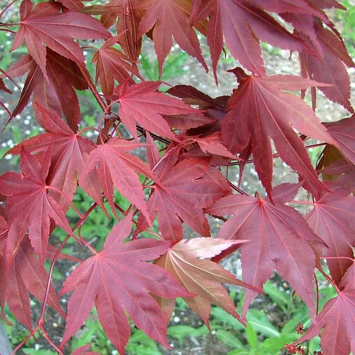 SAMURAI SWORD™ UPRIGHT JAPANESE MAPLE - Image 2