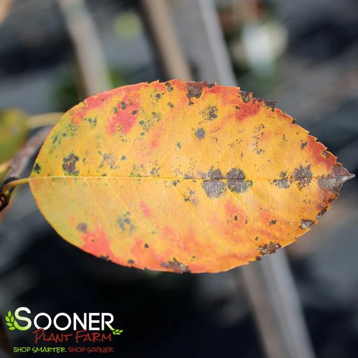 AUTUMN BRILLIANCEĀ® SERVICEBERRY
