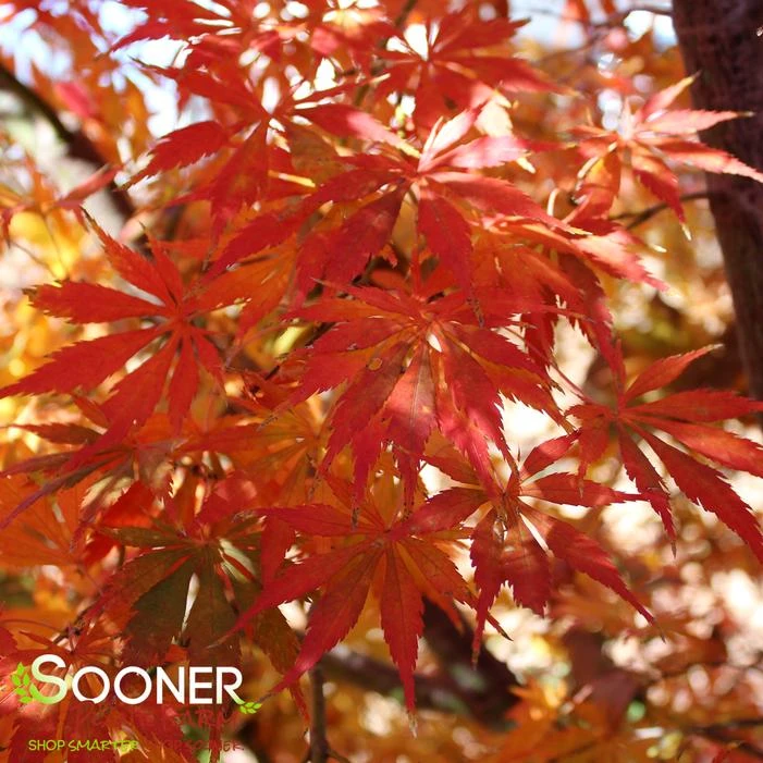 OMURA YAMA UPRIGHT JAPANESE MAPLE - Image 3