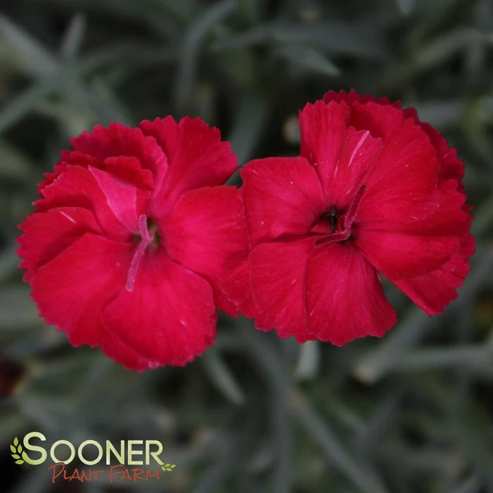 FROSTY FIRE DIANTHUS