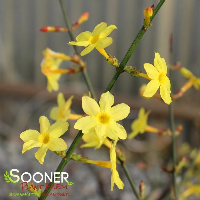 WINTER JASMINE - Image 4