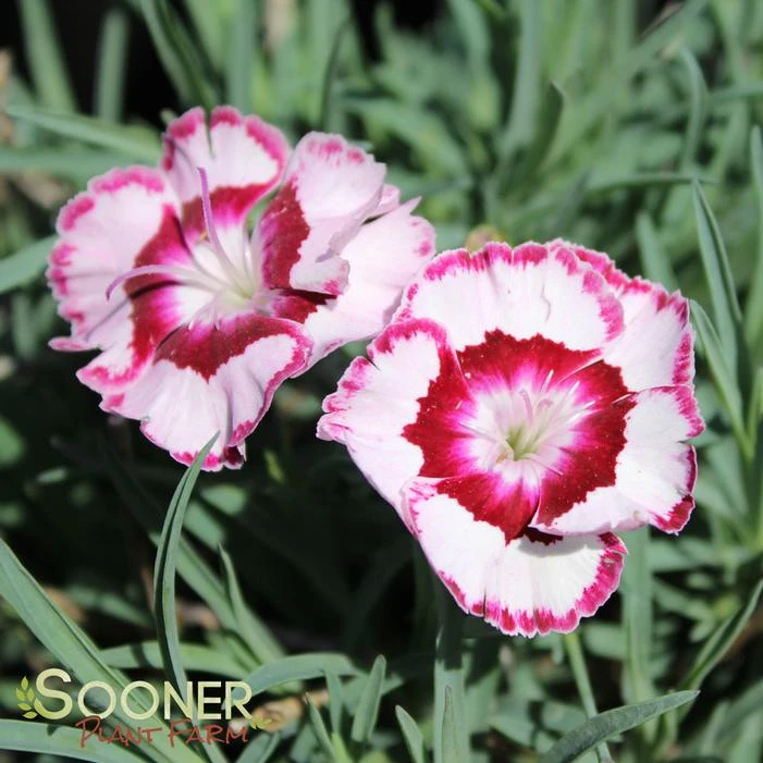 RASPBERRY SWIRL DIANTHUS - Image 2