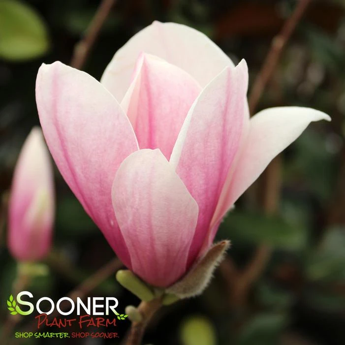 SAUCER MAGNOLIA - Image 3