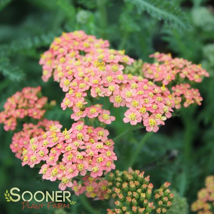 SUMMER PASTELS YARROW - Image 2
