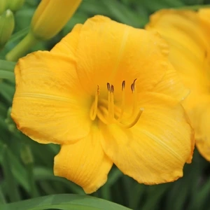 YELLOW LOLLIPOP DAYLILY - Image 2