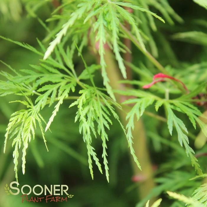 SEIRYU UPRIGHT JAPANESE MAPLE - Image 7