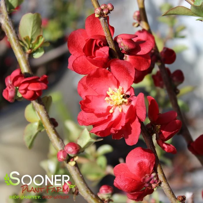 DOUBLE TAKEĀ® SCARLET STORM QUINCE - Image 2