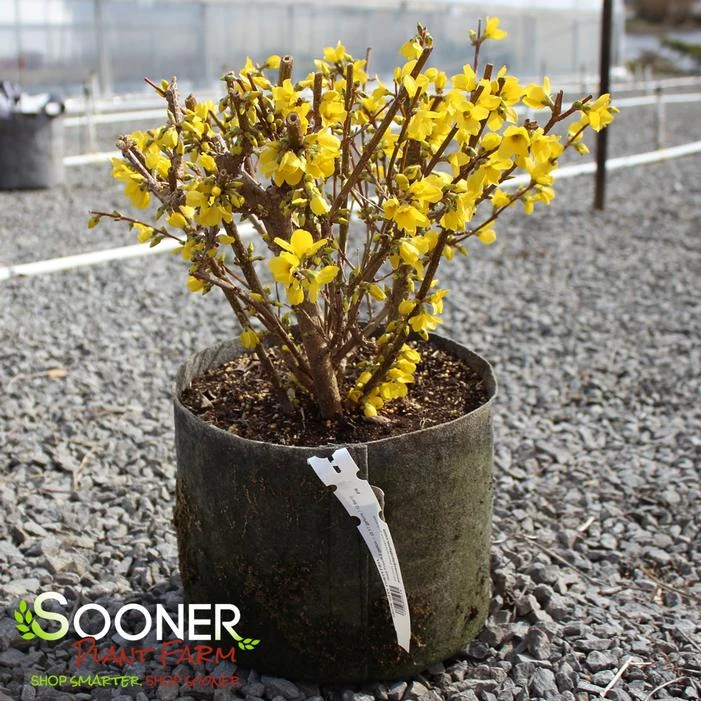 SHOW OFF® FORSYTHIA - Image 4