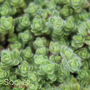 WOOLLY THYME - Image 2