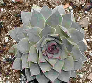 BLACK HENS & CHICKS - Image 2