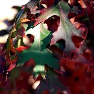 MAJESTIC SKIES⢠NORTHERN PIN OAK - Image 2
