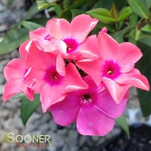CORAL CRÈME DROP™ GARDEN PHLOX - Image 2