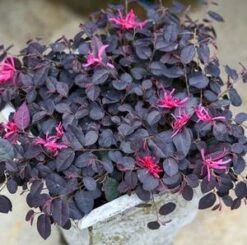 JAZZ HANDS MINIĀ® LOROPETALUM