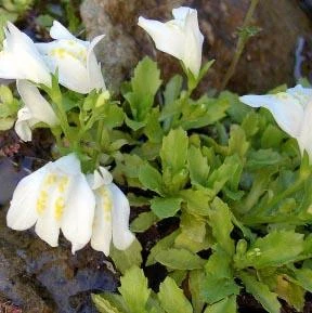 WHITE MAZUS - Image 2