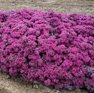 ROCK 'N ROUND™ SUPERSTAR SEDUM - Image 2