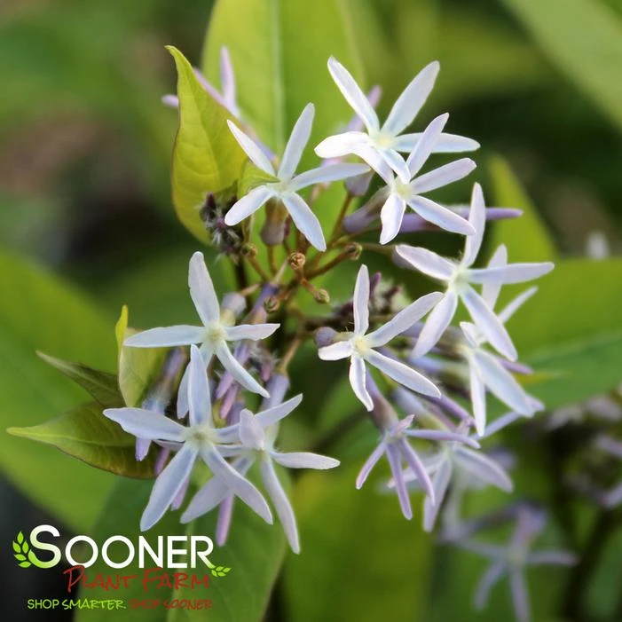 STORM CLOUD BLUE STAR - Image 3