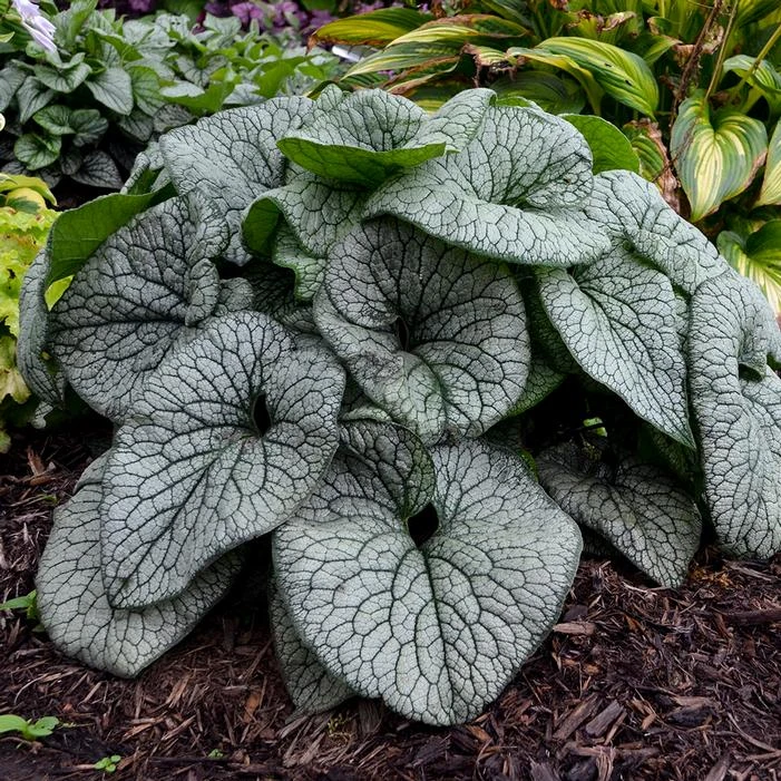 QUEEN OF HEARTS BRUNNERA - Image 2