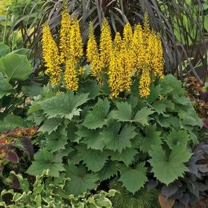 BOTTLE ROCKET GOLDEN RAY - Image 2