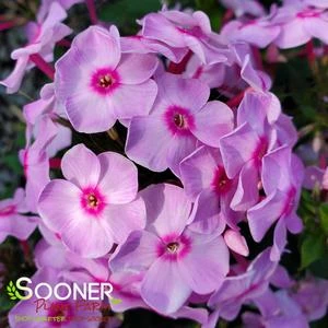LUMINARY® OPALESCENCE GARDEN PHLOX - Image 3