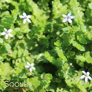 BLUE STAR CREEPER - Image 2