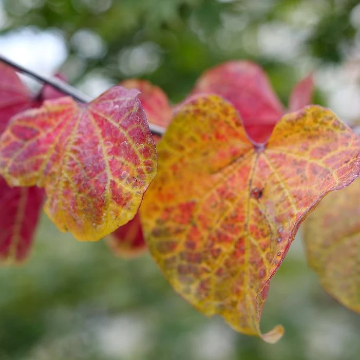 MIDNIGHT EXPRESS® REDBUD - Image 4