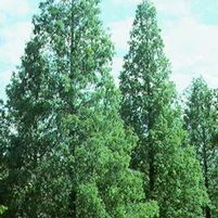 DAWN REDWOOD - Image 3