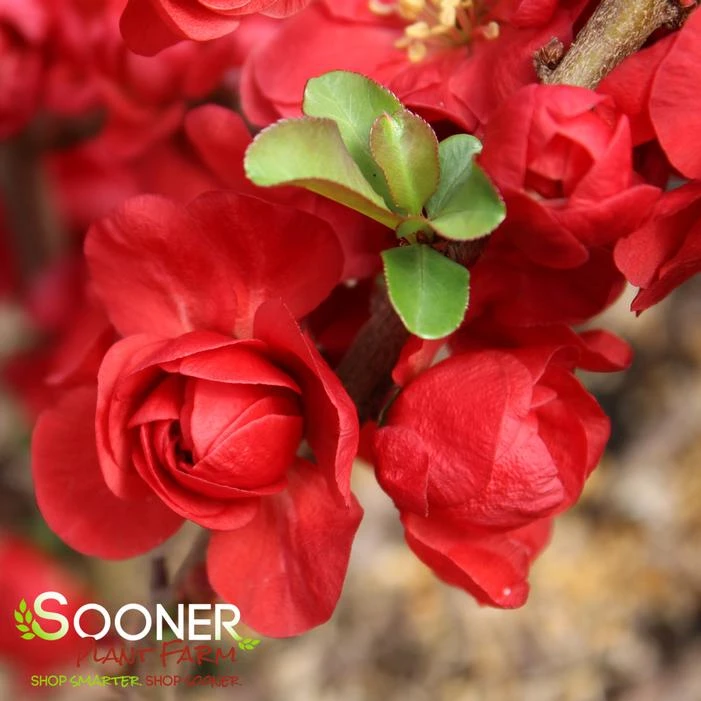 DOUBLE TAKEĀ® SCARLET STORM QUINCE - Image 5