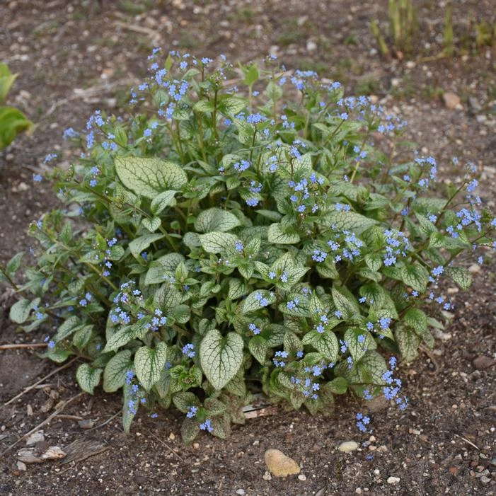 QUEEN OF HEARTS BRUNNERA - Image 3
