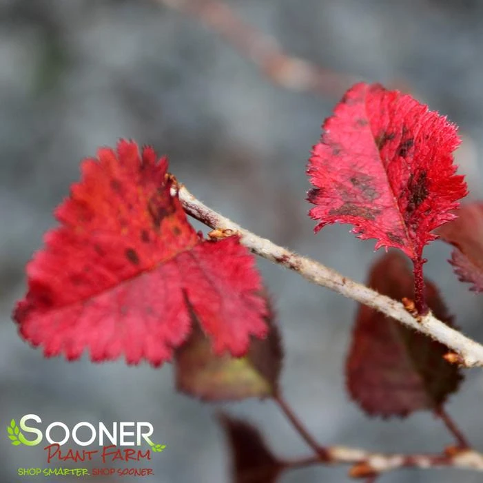 KOJO-NO-MAI ORNAMENTAL CHERRY BUSH - Image 3